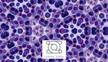 Load image into Gallery viewer, Unisex Navy Pullover Hoody || Purple Cells Print